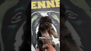 Rocky Kennel Hyderabad German Shepherd Puppies 9989633663 germanshepherd ytshorts trending short [upl. by Jaan962]