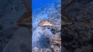 Indonesian Hawksbill Sea turtle scubadiving gopro scuba underwater bali ocean indonesia [upl. by Nakah]