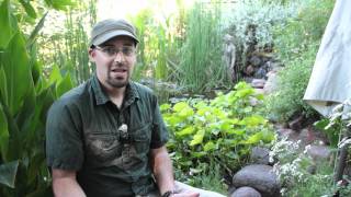 Top 6 Reasons to Get a Pond  Permaculture Artisans Network [upl. by Lenette327]