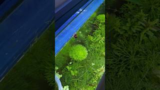 ☘️ 🐠 🐌🦐 த Plant suggestions for planted tank  Cabomba and a local plant from a lake [upl. by Arria]