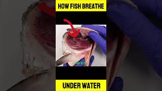 How Fish Breath Under Water FishRespiration UnderwaterBreathing [upl. by Nelram]