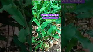 Grafted Macadamia plant availableshorts andhrapradesh [upl. by Ailbert174]