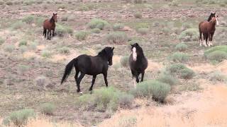 Mustang Stallion defending his mares and foals from bachelors [upl. by Llemar]