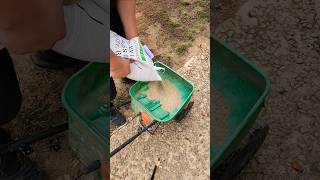 Reseeding The Lawn  lawncare seed grass shorts fall lawn [upl. by Nevetse]