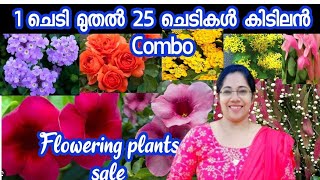 1 ചെടി മുതൽ 25 ചെടികൾ കുറഞ്ഞ വിലയിൽ കോംബോയിൽ low cost price plants for saleJasmins world [upl. by Land]