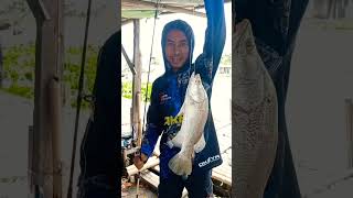 hasil mancing ikan baramundi fishing [upl. by Inahpit]