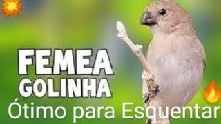 💥FÊMEA DE GOLINHA TOP PARA ESQUENTAR 🔥💨👍 [upl. by Anolla230]