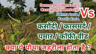 Cassia Occidentalis VS Cassia tora  इन दोनों की पहचान क्या है  कौन सा जहरीला है   पमार कसौंदी [upl. by Onaicilef]