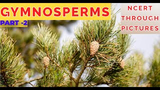 Plant kingdom 09GYMNOSPERMS  Class 11 CBSE NCERT NEETNCERT through pictures  Part 2 [upl. by Rengia]