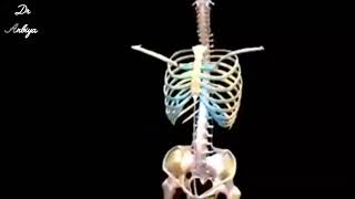 👉👉👉skeletal system 👈👈 [upl. by Iorio]