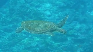 与那国島沿岸の野生のアオウミガメ（Green turtle） [upl. by Cailly]