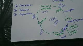 Calvin cycle class 11th NEETNCERT [upl. by Nylyoj]