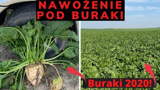 Nawożenie pod buraki cukrowe Jakie nawozy wybieram Jaka strategia AgroVlog 4 [upl. by Hceicjow]