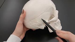 Skull Anatomy Series The 5 Cranial Sutures  Part 2 of 9 [upl. by Finer]