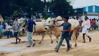 2024రాజేశ్వరపురంBNR BULLS బోల్లినేని నరసింహరావు గారు గుత్తావారిపాలెం గ్రామం NTR జిల్లా [upl. by Nitsud122]