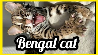 BENGAL CAT  BENGAL CATS TALKING   KITTEN BENGAL CAT [upl. by Eenwat]