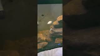 Cichlid breeding update fish aquarium aquariumaquascape fishaquarium cichlid [upl. by Turoff]