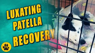 Luxating Patella Surgery Recovery [upl. by Alita]