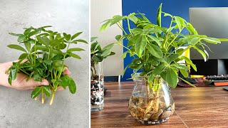 Propagating the schefflera plant as an aquatic plant that cleans dust in the air [upl. by Cogswell886]