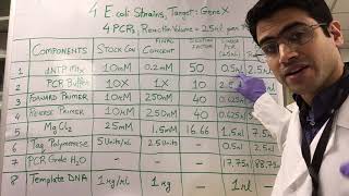 How To PCR Calculations [upl. by Anihtyc]