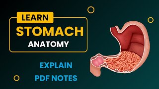 STOMACH Anatomy Explain  Stomach Anatomy Handwriting Notes [upl. by Koziara]