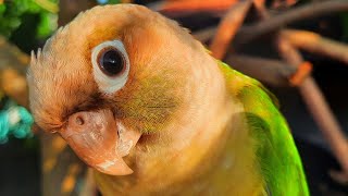 Conure Bird Sounds for Lonely bird to make happy [upl. by Aener156]