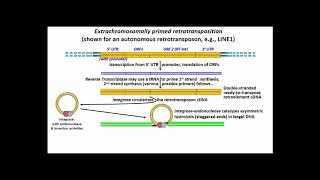 253 Extrachromosomally Primed Retrotransposition [upl. by Attenod]