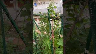 Hyacinth Beans Vine and Long Beans Vine updates S074 garden shorts youtubeshorts plants [upl. by Latsyrc]