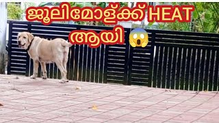 ജൂലിമോൾക്ക് HEAT ആയി 😱dog ALBEESVlogs thechottuzvlog50 heat dogs [upl. by Danit172]