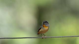 ホウセキドリ（Spotted Pardalote）のドアップ動画 [upl. by Xyno64]