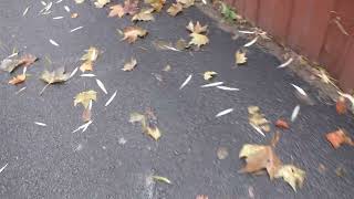 Seed pods and leaves on the ground [upl. by Ellehcen]