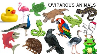 Oviparous animals  Oviparous animals name in english for kids  Oviparous animals name [upl. by Jedidiah]