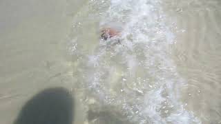 April 15 2024 Beach Hammock near Tybee island cannonball jelly Stomolophus meleagris [upl. by Clarissa773]