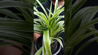 স্পাইডার প্ল্যান্ট Chlorophytum Comosumgardening indoorplantlover indoorplant [upl. by Mulvihill]