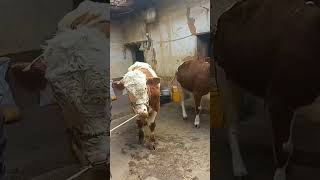 The life of a brother who raises cows a friend who likes to raise cows 122 [upl. by Zebulon]