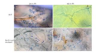 Insect pathogenesis by the fungus Beauveria bassiana [upl. by Aennaej]