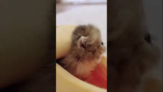 Baby kittens meowing  cute cat ❤️ shorts cat kitty tiktok meow cute [upl. by Alleris625]