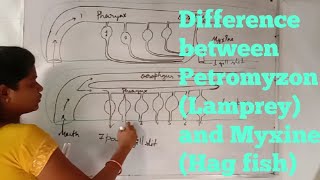 Difference between Petromyzon Lampreyand Myxine Hag fish [upl. by Claudius]