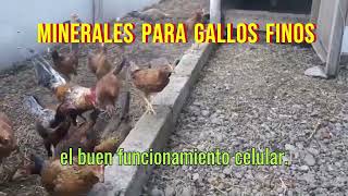 Los Mejores Minerales para Gallos Finos Salud y Desempeño [upl. by Nnairac552]