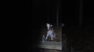 Giant Alaskan Malamute Howls with Coyotes [upl. by Wons]