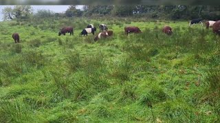 Super tall grass on a 60 ish day rest galloway shorthorn cattle grazing out in Ireland [upl. by Ihcalam420]