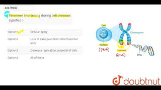 Telomere shortening during cell divisions signifies [upl. by Inahs]