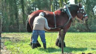 Strong and Well Trained Belgian Draft Horse at work [upl. by Enelime785]