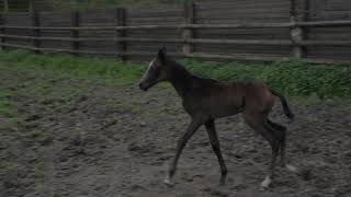 Hadarsi Agat Shael Adair Shael  Hagana Shael 2024 akhalteke filly 3rd day of life [upl. by Duer]