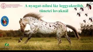 A nyugatnílusi láz leggyakoribb tünetei lovaknál [upl. by Gerick166]