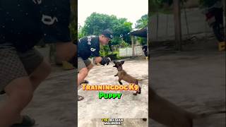 🔥 K9 Puppy Training dog k9dogtraining pettraining malinois belgianmalinois [upl. by Inness]