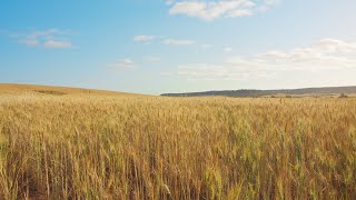 Wind gusting through a wheat field  sounds for sleep [upl. by Hcirdeirf]