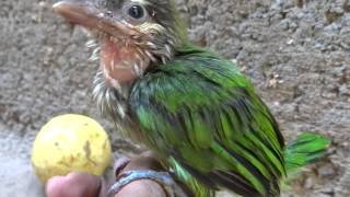 WhiteCheeked Barbet [upl. by Enovad]