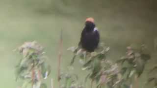 Bobolink Dolichonyx oryzivorus [upl. by Eanaj]