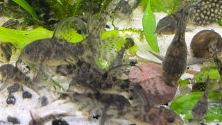 Marmorierte Panzerwelse züchten Corydoras paleatus [upl. by Dalli]